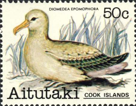 Diomedea epomophora Diomedea epomophora