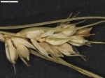 Carex melliza