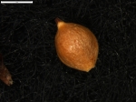 Carex minutissima
