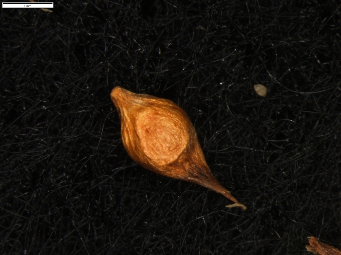 Carex minutissima