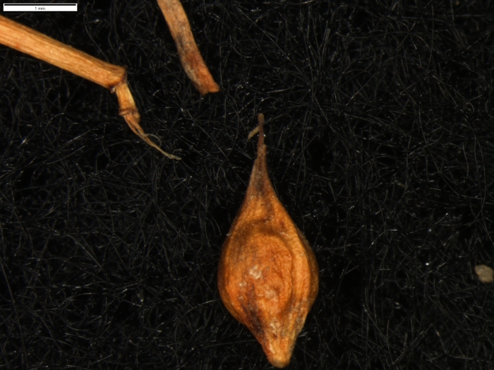 Carex minutissima
