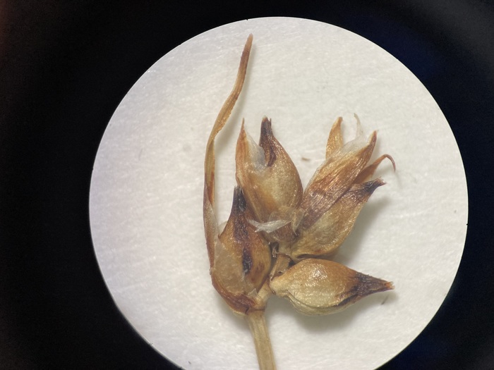 Carex minutissima