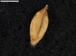 Carex molinae