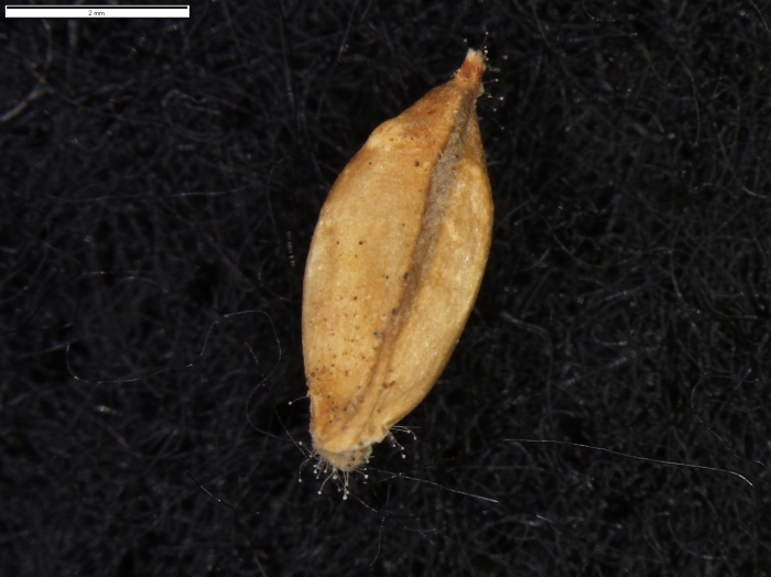 Carex molinae