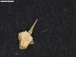 Carex molinae