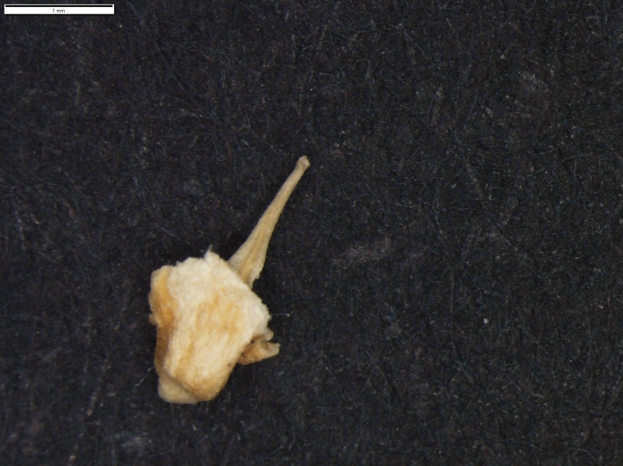 Carex molinae