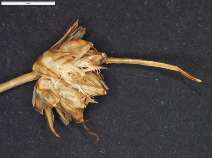 Carex molinae