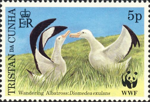 Diomedea dabbenena Diomedea dabbenena