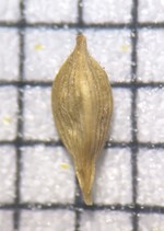 Carex paraguayensis