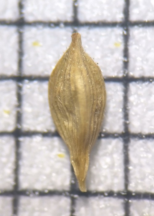 Carex paraguayensis