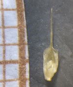 Carex paraguayensis