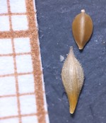 Carex paraguayensis