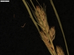 Carex paraguayensis