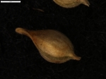 Carex patagonica