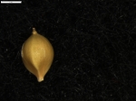 Carex patagonica