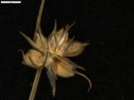 Carex patagonica