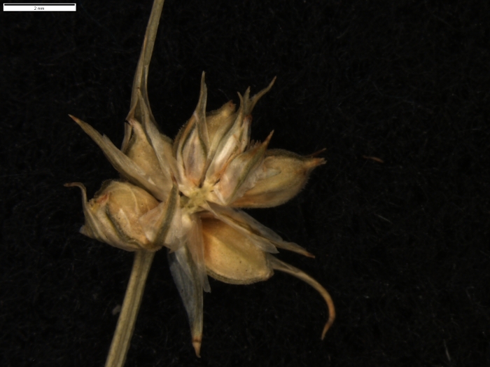Carex patagonica