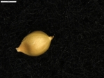 Carex patagonica
