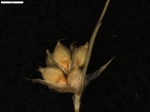 Carex patagonica