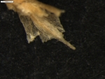 Carex patagonica
