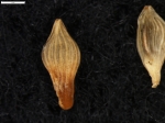 Carex phalaroides s.s.
