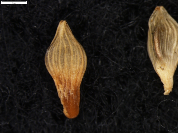 Carex phalaroides s.s.