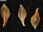 Carex phalaroides s.s.