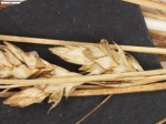 Carex phalaroides s.s.
