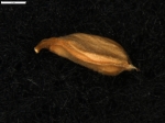 Carex pungens
