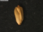 Carex pungens