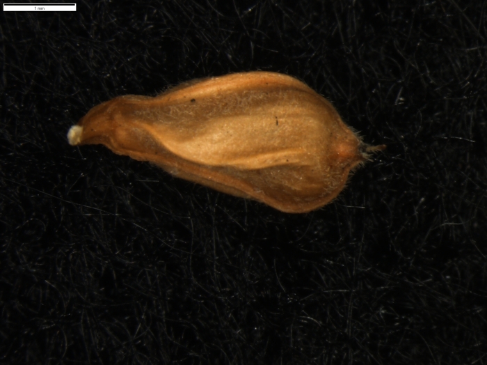 Carex pungens