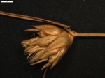 Carex pungens