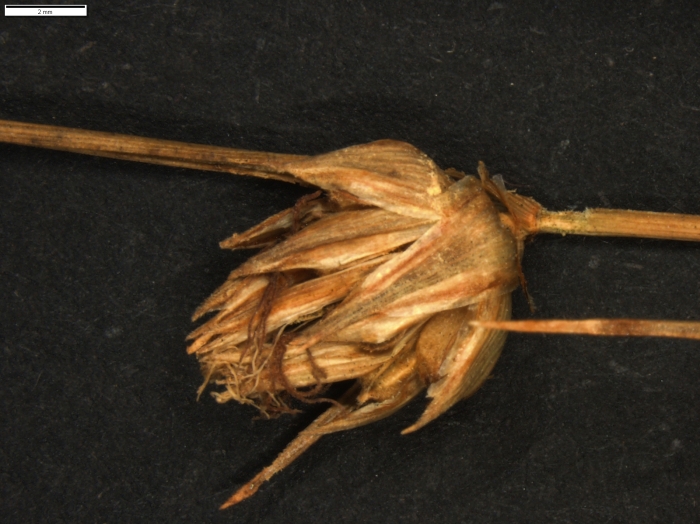 Carex pungens