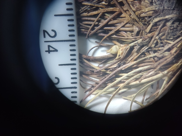 Carex sanctae-marthae