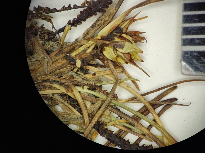 Carex sanctae-marthae