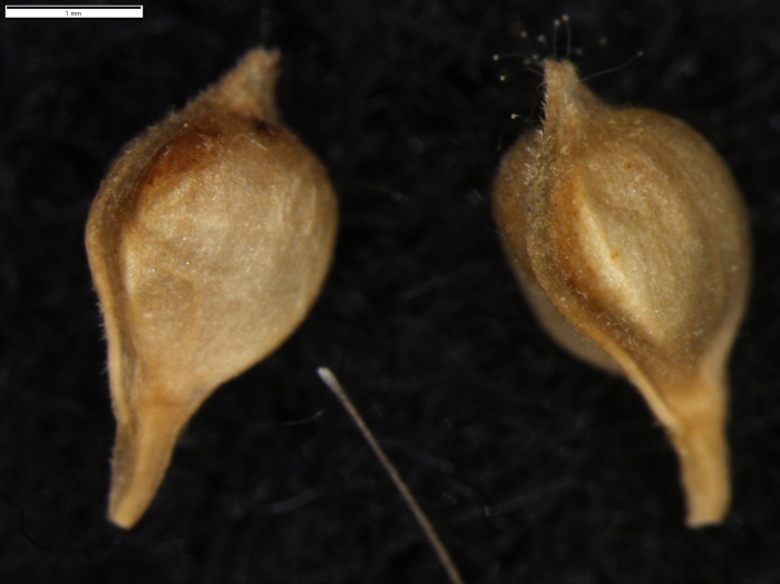 Carex setifolia