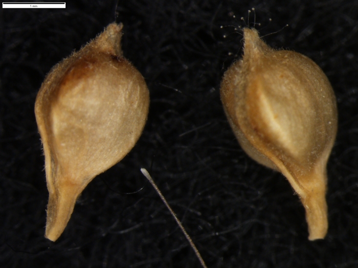 Carex setifolia