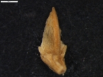 Carex setifolia