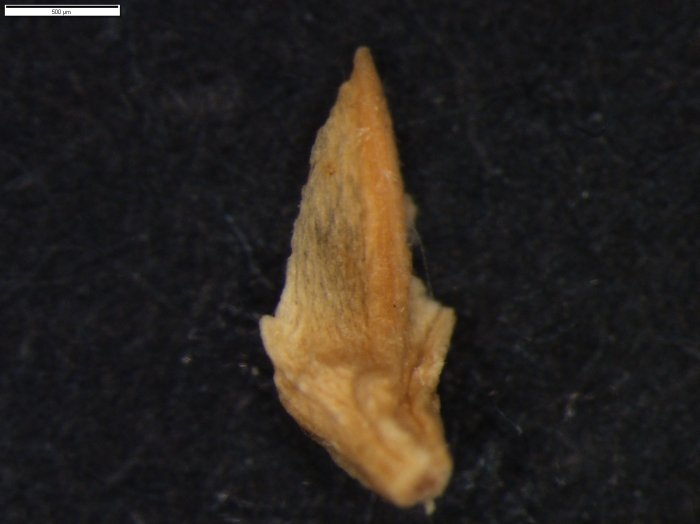Carex setifolia