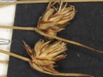 Carex setifolia
