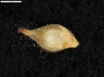 Carex sorianoi