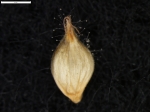 Carex sorianoi