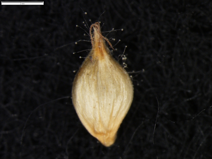 Carex sorianoi