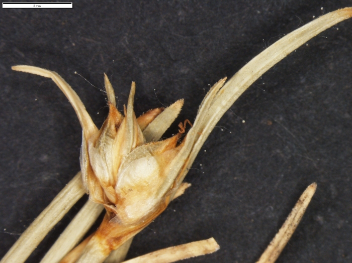 Carex sorianoi