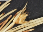 Carex sorianoi