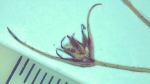 Carex toroensis