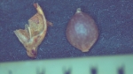 Carex toroensis