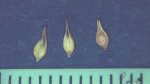 Carex toroensis