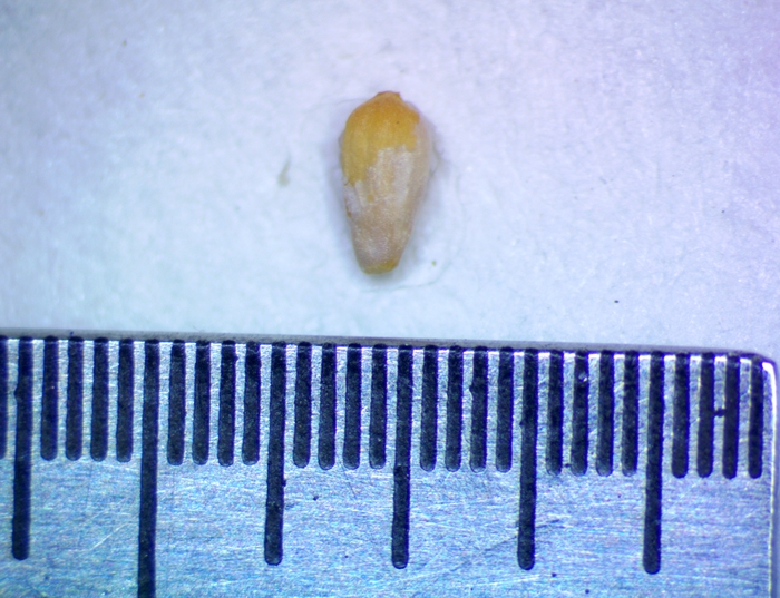 Carex transandina