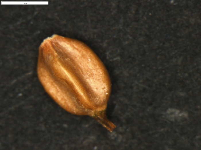 Carex vallis-pulchrae subsp. barrosiana